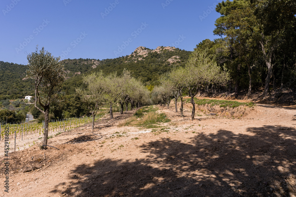 Plantation d'oliviers, Massif des Maures, Var, Provence-Alpes-Côte d’Azur, France