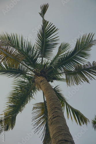 Coconut palm tree against blue sky and sunlight in summer 