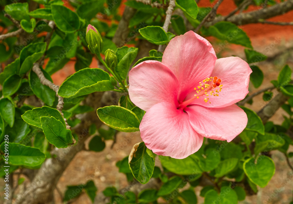Pink hibiscus flower growing in the garden on red wall background. Blooming hibiscus shrub. Home gardening in Majorca, Spain. Rose flower for medicine, tea or Ayurveda. Pink hibiscus flower growing in the garden on red wall background. Blooming hibiscus shrub. Home gardening in Majorca, Spain. Rose flower for medicine, tea or Ayurveda.
