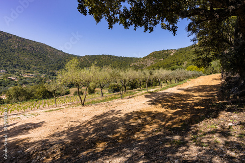 Oliveraie et parcelle de vignes, implantation d'une nouvelle plantation, Var, Provence-Alpes-Côte d’Azur, France