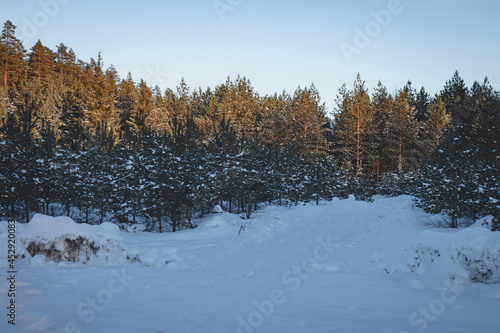 evening winter landscape with coniferous Latvian forest. Beautiful pine forest usual in Latvia and northern Europe. Place to breath fresh air and go for a walk