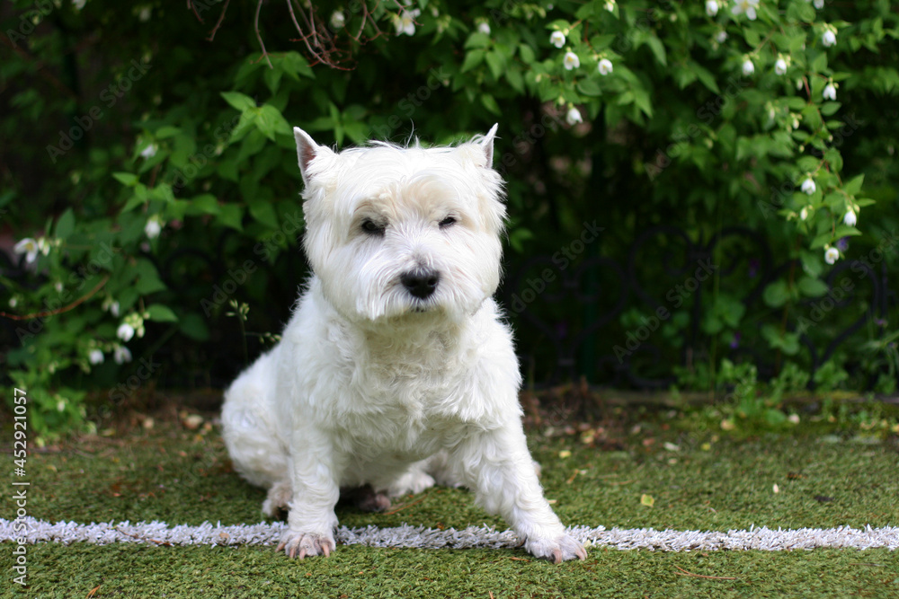 West Highland White Terrier Dog sitting on the grass West Highland White Terrier Dog sitting on the grass