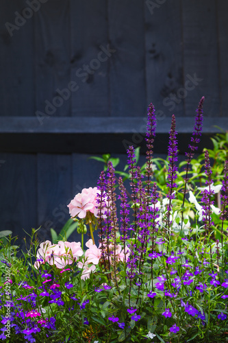 Salvia Nemorosa, lobelia and pink geraniums in a garden border