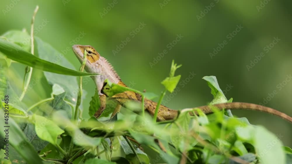 closeup clip of a oriental garden lizard in nature closeup clip of a oriental garden lizard in nature
