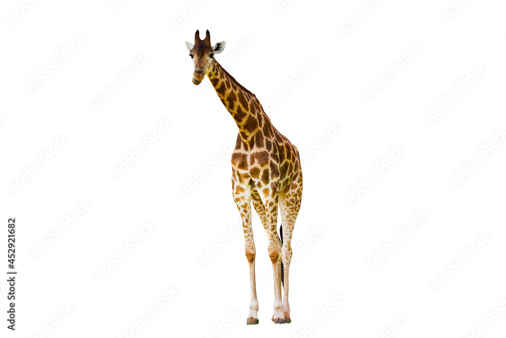 Giraffe long neck, long legs isolated on the white background.