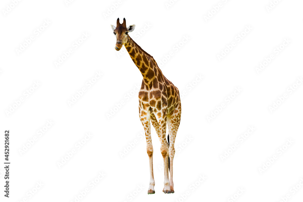 Naklejka premium Giraffe long neck, long legs isolated on the white background.