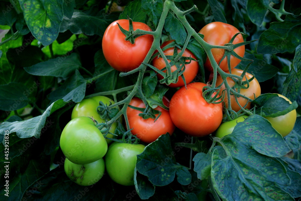 Beautiful red ripe tomatoes grown in a greenhouse, organic vegetables. Fresh ripe red tomatoes plant growth in organic greenhouse
