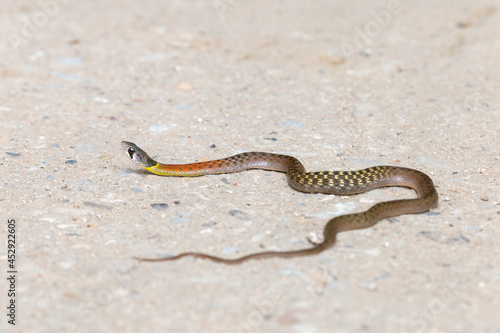 Red-necked Keelback on a rural concrete road. nonvenomous snake People who do not know this kind of snake will be afraid. Poor snakes are killed or hit by cars, with space to for text.