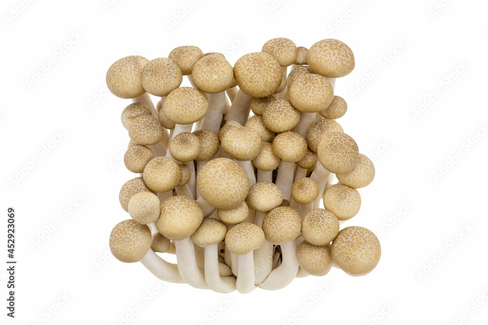 Fresh brown shimeji mushrooms with isolated on white background Fresh brown shimeji mushrooms with isolated on white background