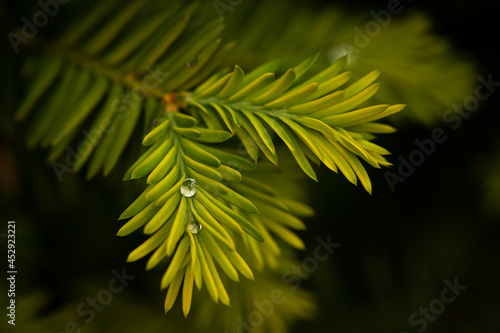 Green spruce branch with needles and water droplets on them in daylight with free space for text