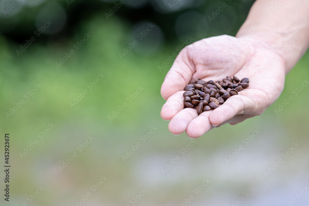 Premium Roasted coffee beans on the palm of one's hand.