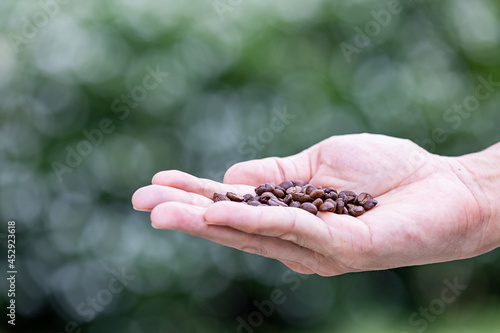 Premium Roasted coffee beans on the palm of one's hand.