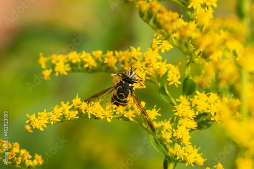 Eastern Hornet Fly on Goldenrod Flowers photo