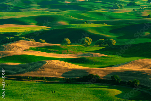 View from the Palouse, Washington State with rolling green wheat agricultural farm fields