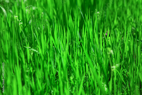 Nature green grass background . Natural springtime color 