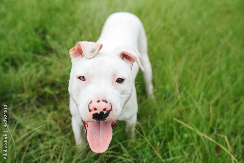 White American Staffordshire terrier puppy standing on grass