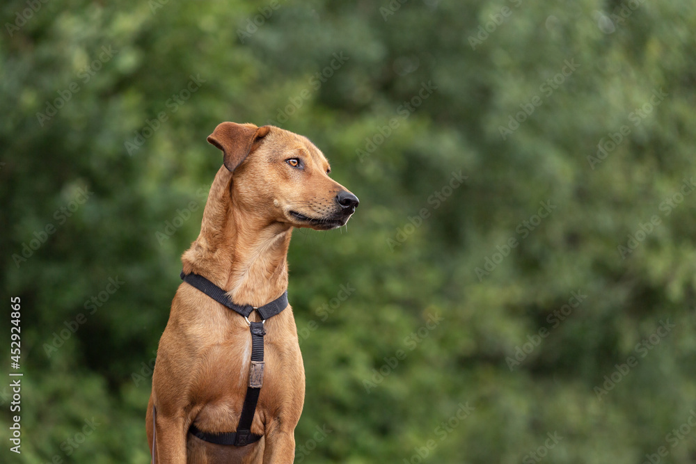 Portrait of a brown dog. Green background. Text space Portrait of a brown dog. Green background. Text space