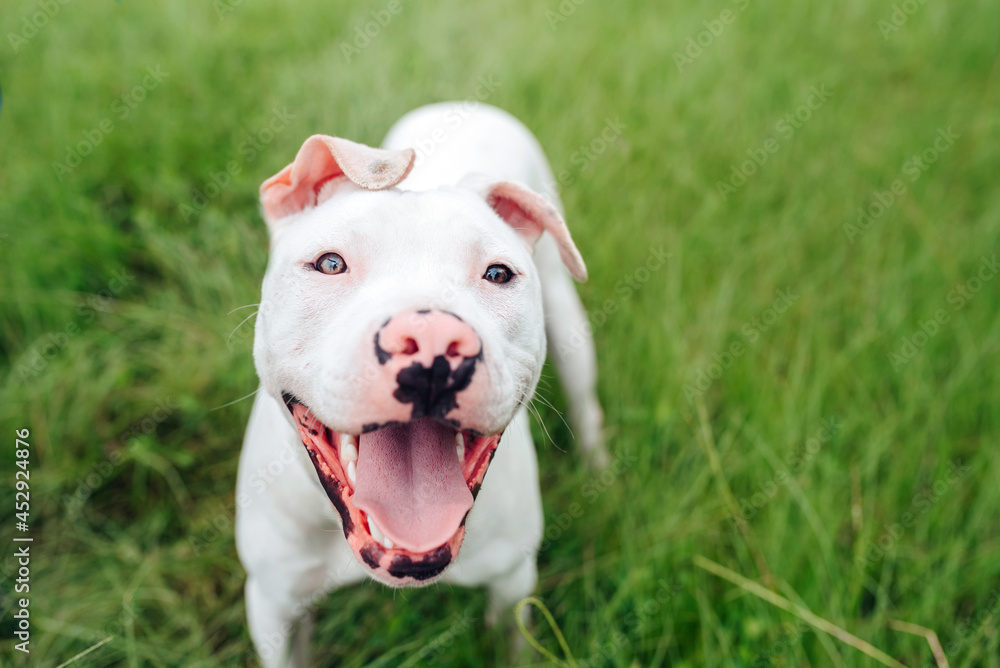 White American Staffordshire terrier puppy standing on grass White American Staffordshire terrier puppy standing on grass