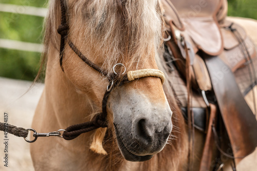 Close-up of a bitted and saddled norwegian horse © Annabell Gsödl