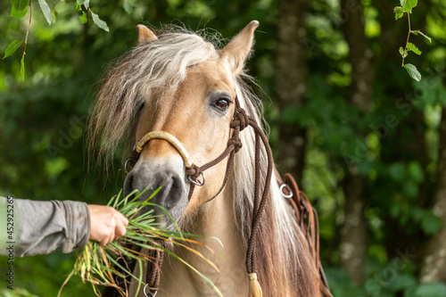 A person feeding a norwegian horse with grass photo