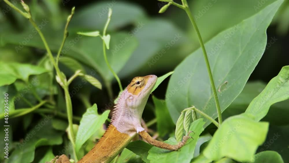 closeup clip of a oriental garden lizard in nature closeup clip of a oriental garden lizard in nature