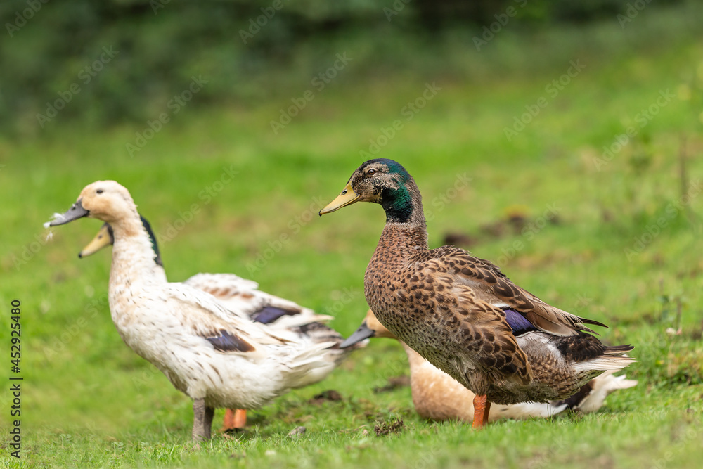 Portrait of a group of free-range ducks on a meadow