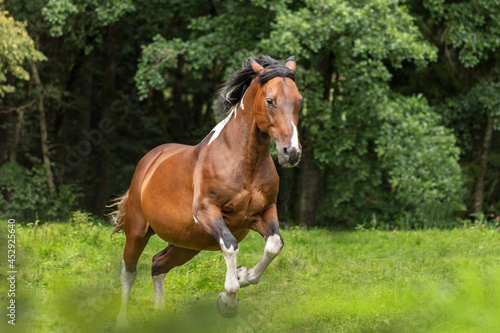 A pinto horse running across a meadow