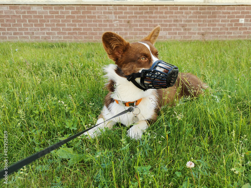 A brown and white Welsh corgi cardigan is lying on the grass, opposite the building, on a leash and muzzled on a warm summer day.