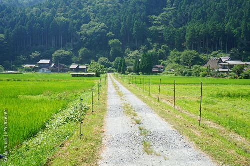 田舎の一本道