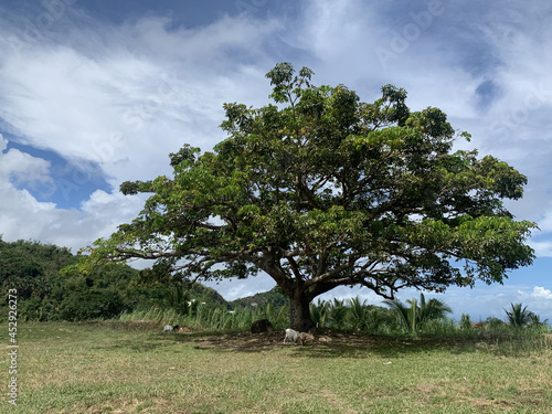 tree on a hill