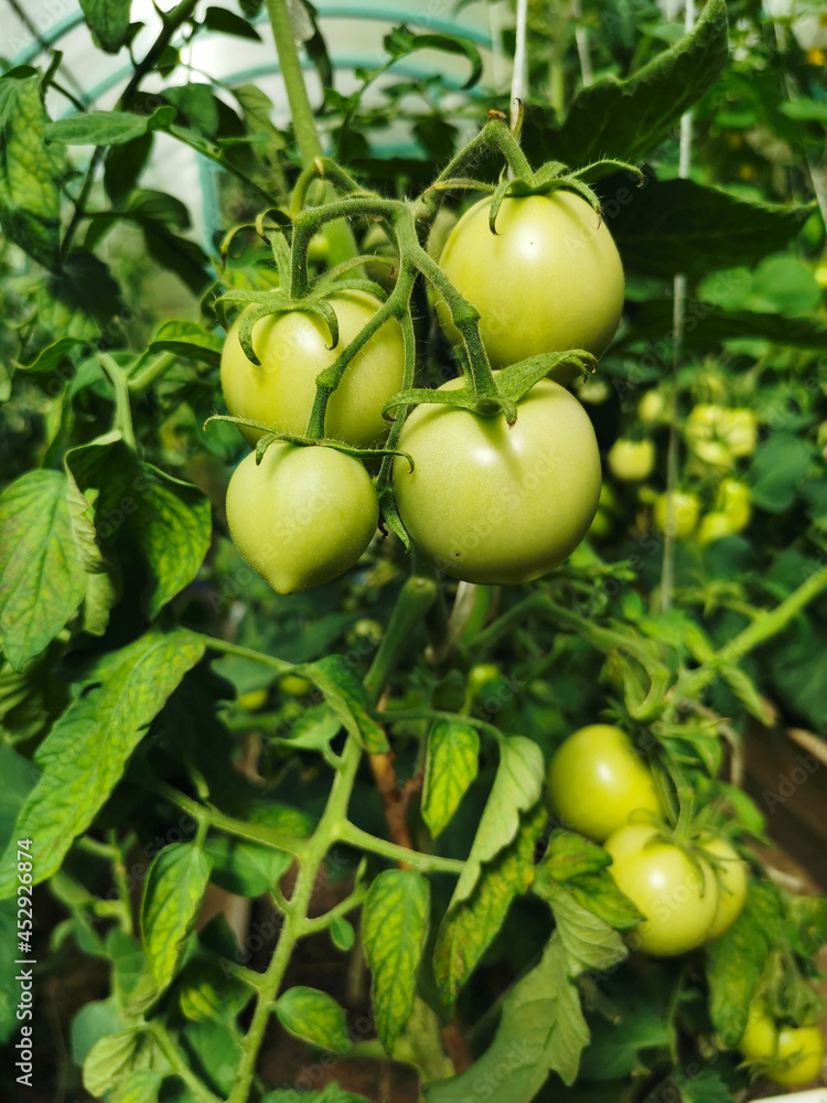 Small tomatoes (lat. Solanum lycopersicum), which are grown in a greenhouse.
