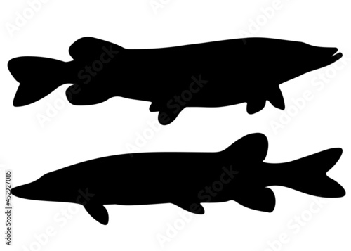 Large predatory pikes. Vector image.