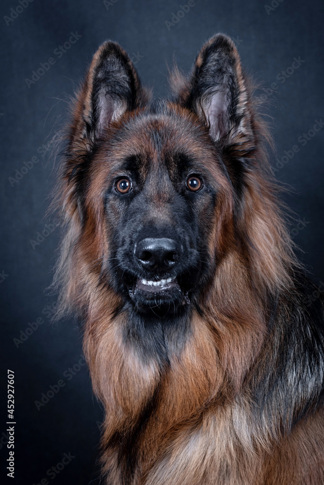 Young long haired German Shepherd Young long haired German Shepherd