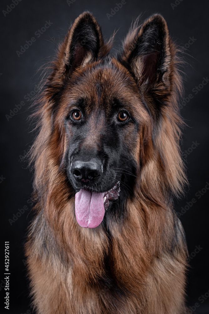 Young long haired German Shepherd Young long haired German Shepherd