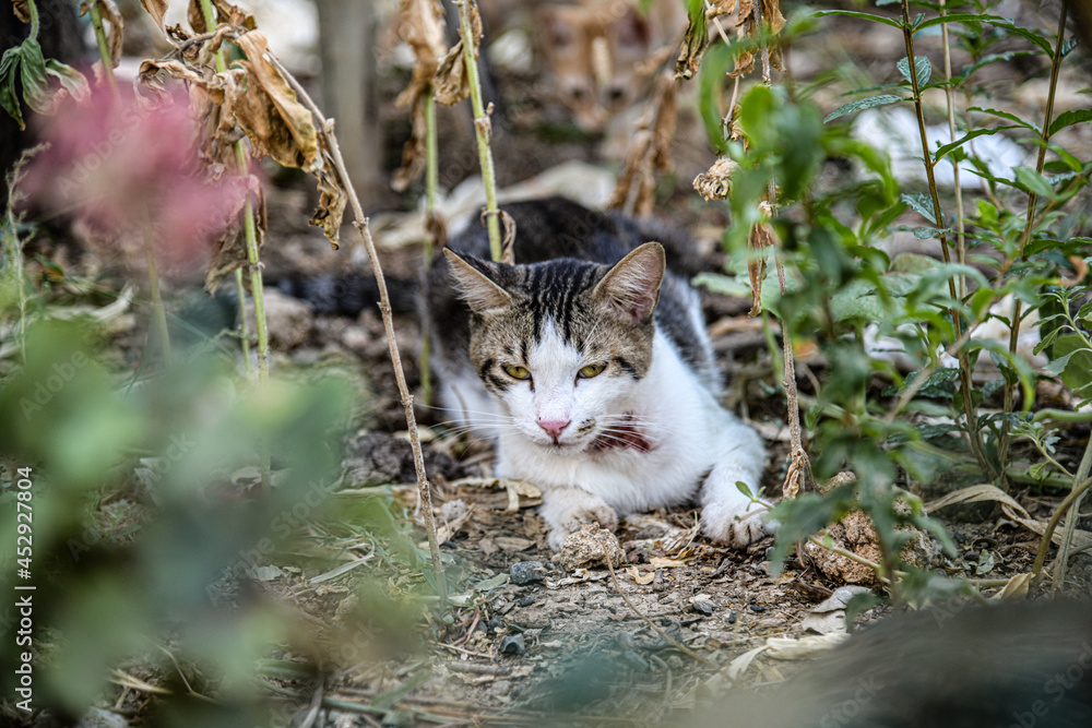 Obraz premium verletzte Katze