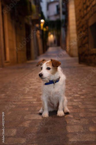 Portrait cute jack russell dog sitting on a street