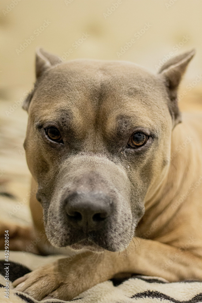 Staf Bull Dog american dog big brouwn dog Staf Bull Dog american dog big brouwn dog