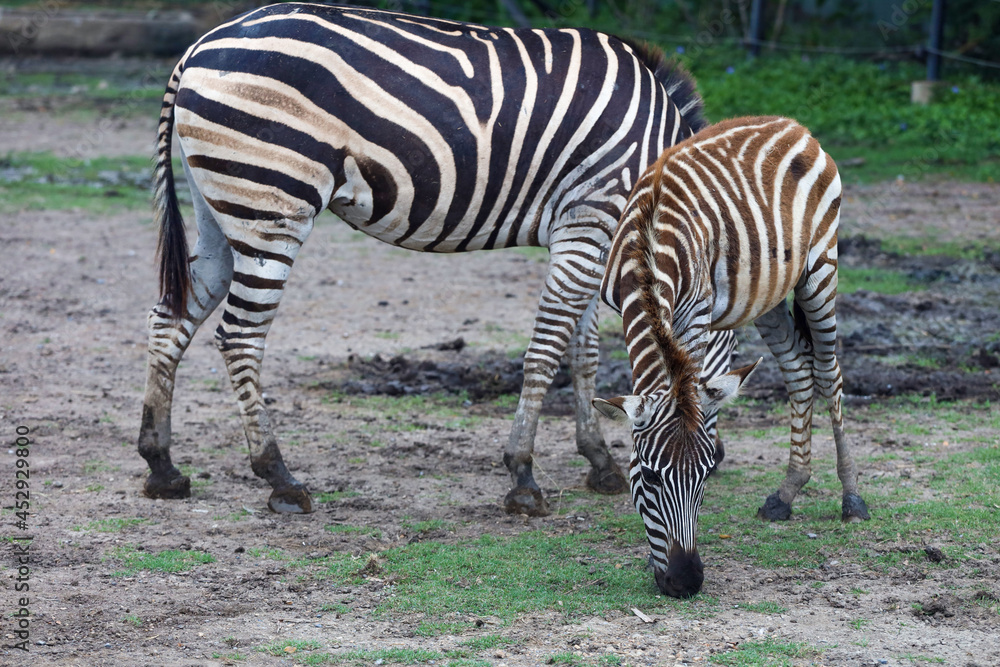 The Family burchell zebra is standing in national park The Family burchell zebra is standing in national park