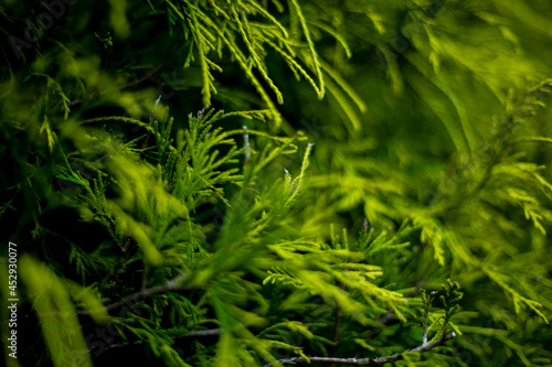 palm leaf in macro on a green background. background texture screensaver