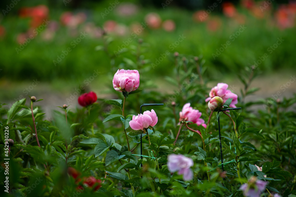 beautiful summer wildflowers on a cloudy day with blurred background and free space for text beautiful summer wildflowers on a cloudy day with blurred background and free space for text