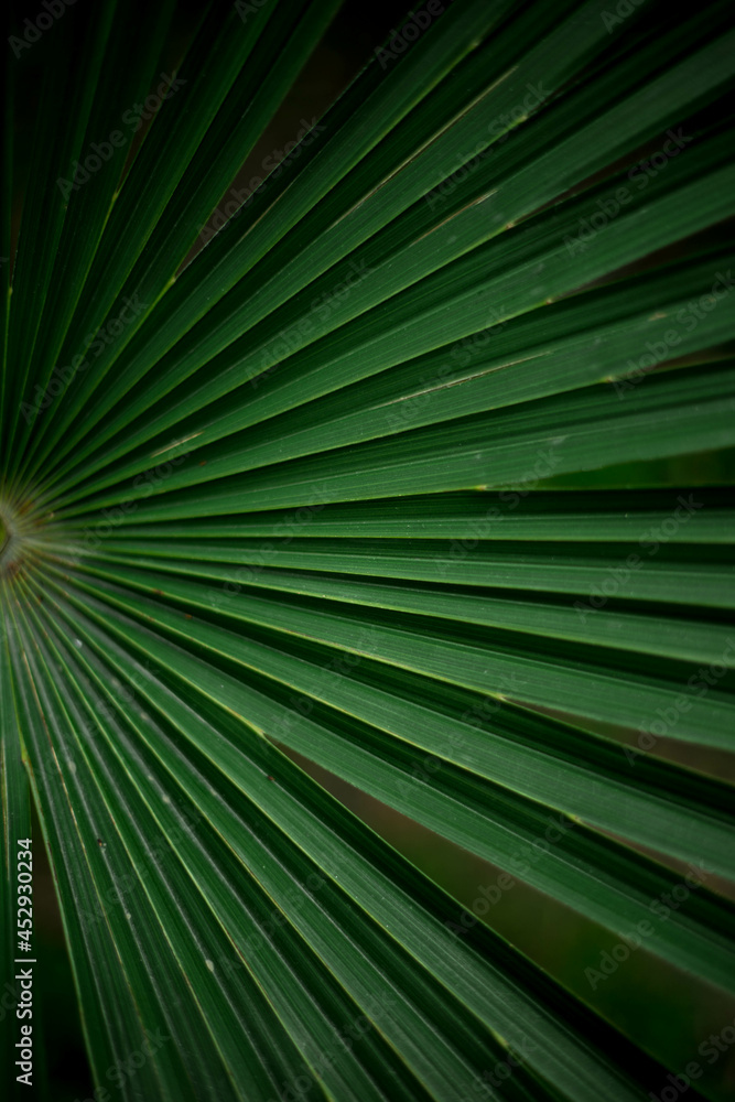 palm leaf in macro on a green background. background texture screensaver palm leaf in macro on a green background. background texture screensaver