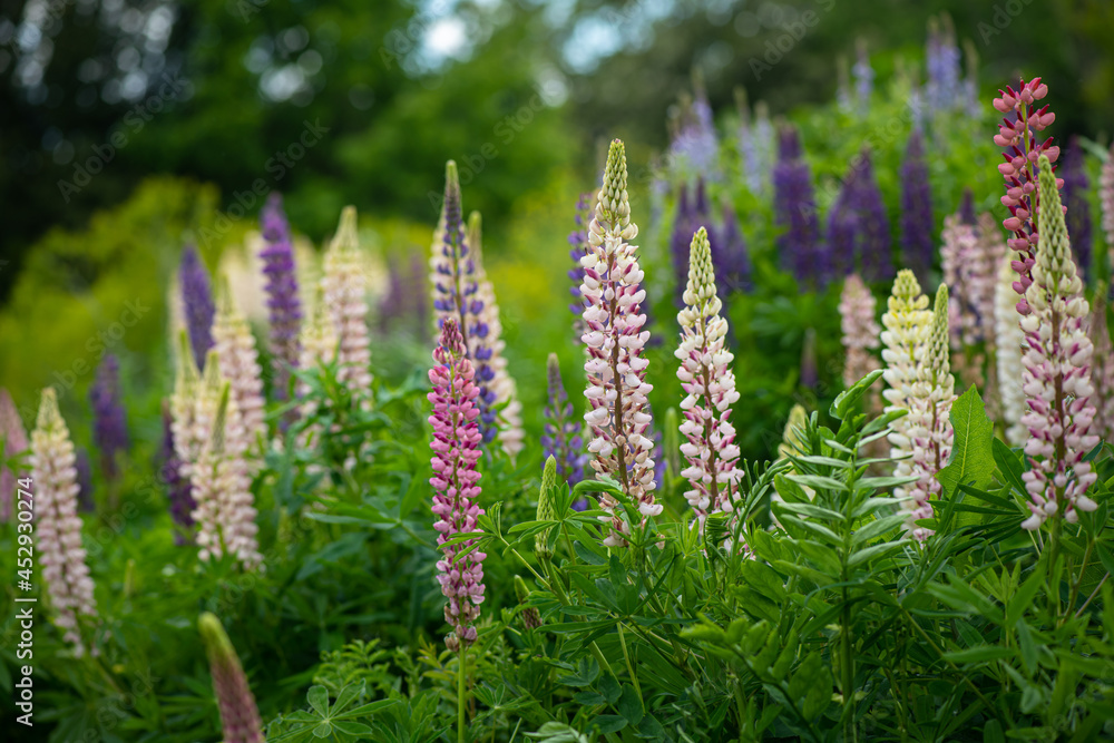 beautiful summer wildflowers on a cloudy day with blurred background and free space for text beautiful summer wildflowers on a cloudy day with blurred background and free space for text