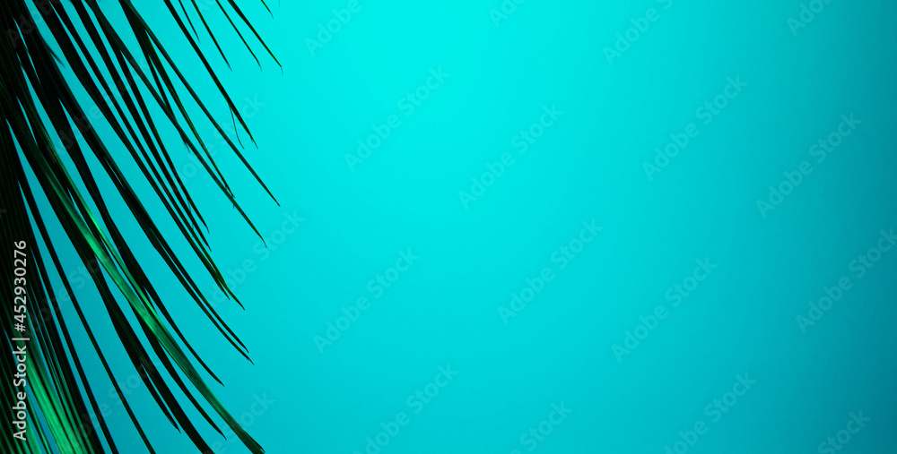 Fototapeta premium palm branch on a blue background. background texture. beautiful palm tree branch on sky background