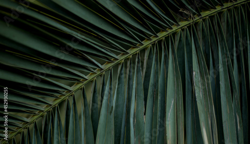 palm leaf in macro on a green background. background texture screensaver © Сергей Мешков