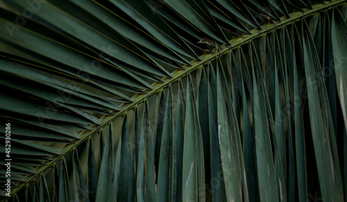 palm leaf in macro on a green background. background texture screensaver