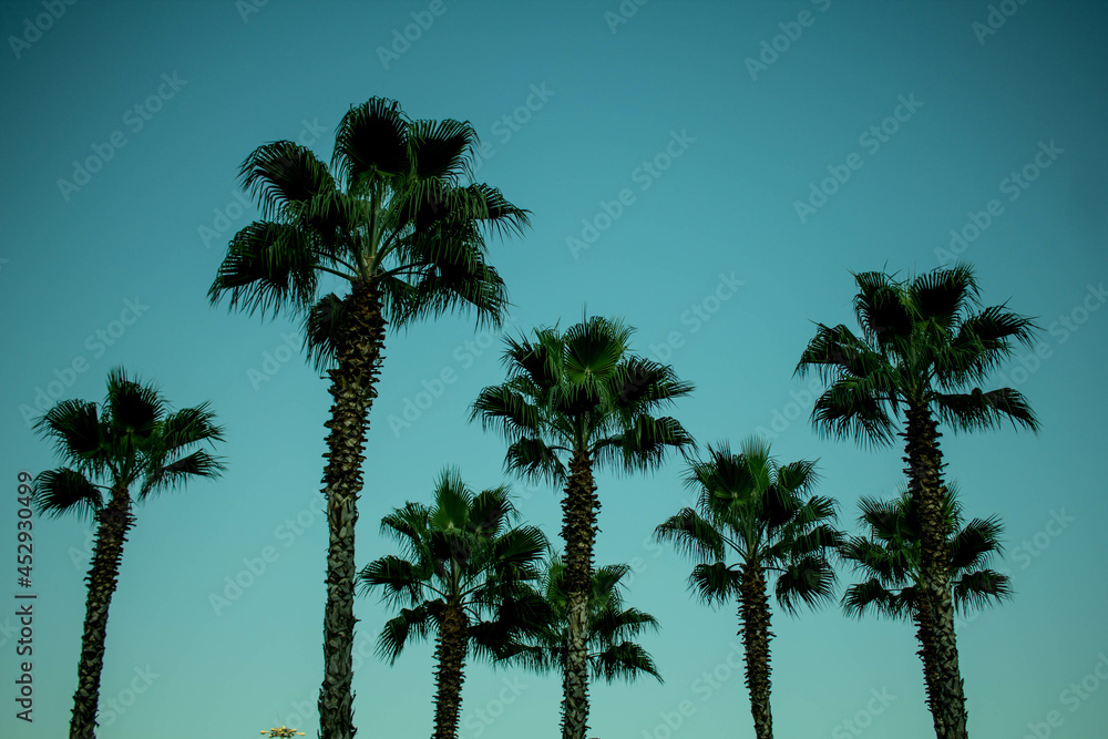 palm branch on a blue background. background texture. beautiful palm tree branch on sky background