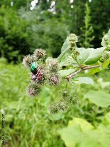 close up of a beatle on a branch