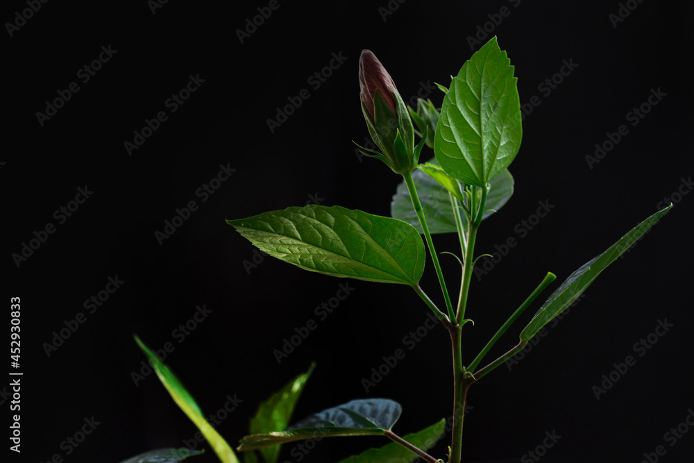 Buds of Hibiscus flowers on a branch with leaves, isolated on black background