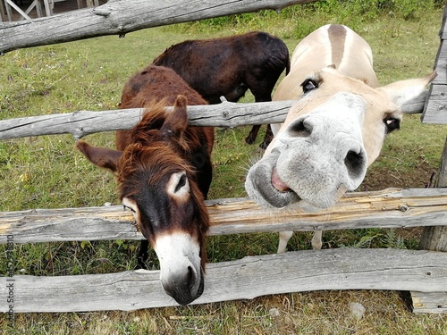 donkeys on the field