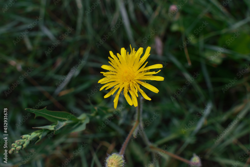 yellow dandelion flower yellow dandelion flower